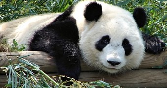 Panda bears are now an endangered species