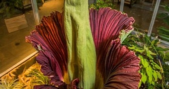 Stinky Corpse Flower Blooms at Denver Botanic Gardens