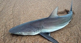 Shark Falls from the Sky, Lands in Woman's Backyard
