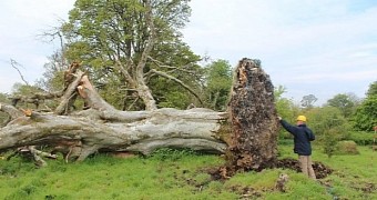 Storm Uproots Tree in Ireland, a Skeleton Emerges from Under It