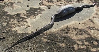 Terribly Hungry Python Swallows Porcupine Whole