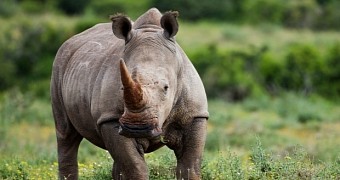 There would be rhinos in Europe if it weren't for we humans