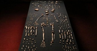 Skeletal remains found in South Africa belong to new human species