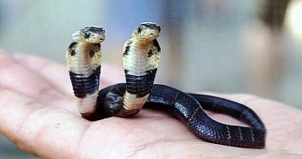 Two-headed snake born in China