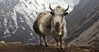 Yak at Letdar on the Annapurna Circuit in the Annapurna mountain range of central Nepal