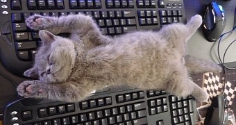 Cat resting on keyboard scenario