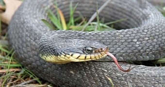A yellow-bellied water snake
