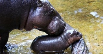 Watch: Baby Pygmy Hippo's First Swim