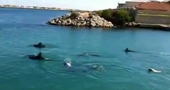 Brave dog goes swimming with dolphins