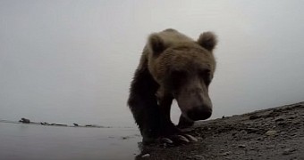 GoPro camera vs. Russian bear