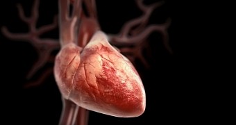 Watch: Heart Beating Outside of a Body Is Oddly Mesmerizing