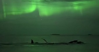 Whales seen swimming under the Northern Lights