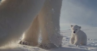 Camera spies on polar bear family