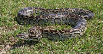 Watch: Python Caught on Film Feasting on a Bat