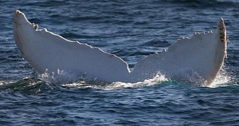 Rare white whale visits Australia