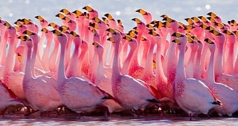 Flamingos are pink because of pigments in their diet