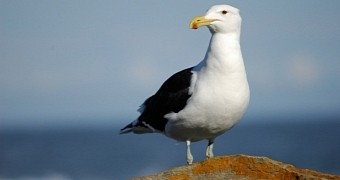 Dancing seagull becomes viral star