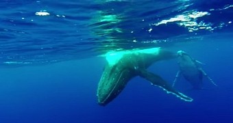 Watch: Snorkelers Swim with Humpback Whale and Her Calf