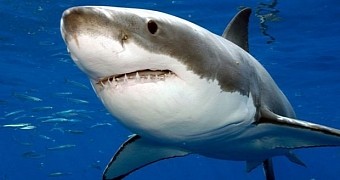 Watch: Surfer in Californian Waters Stalks Great White Shark