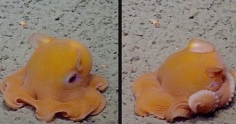 Researchers find the cutest octopus in the waters off the coast of California