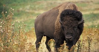 Bison are among the world's biggest land creatures