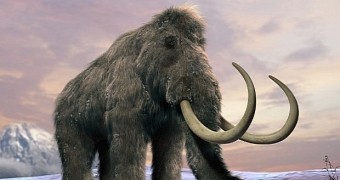 Construction workers in Switzerland find woolly mammoth remains