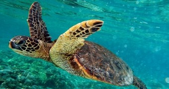 WWF: World's Oceans Have Lost Half Their Wildlife Population