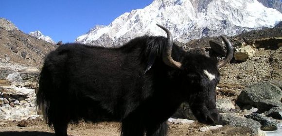 1000 Yaks Found in Tibetan Park