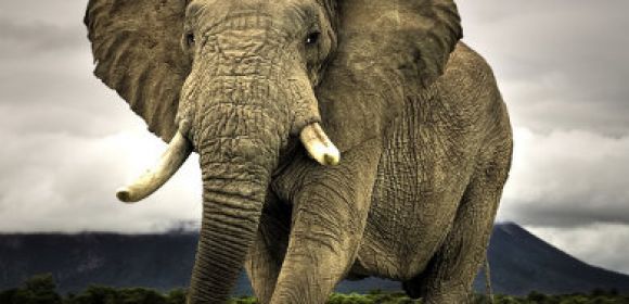 11 Elephants Killed in Kenya's Worst Animals Mass Shooting
