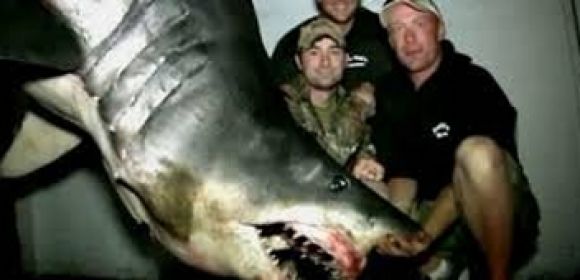 1300-Pound Shark Caught Off Huntington Beach Could Break Record