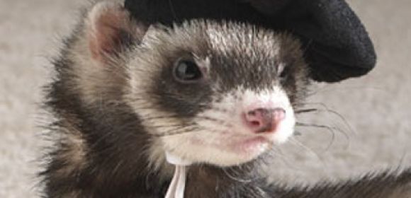 $16,679 Fine for Ferret Farm Found to Abuse Its Animals