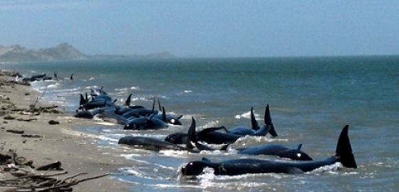 16 Whales Are Euthanized After Being Found Stranded on a Beach
