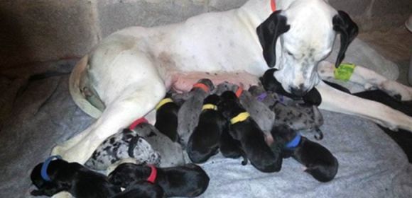 19 Puppies Born to a Great Dane Living in Pennsylvania, US