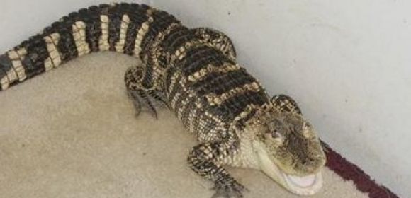 3-Foot Alligator Rescued During Drug Bust