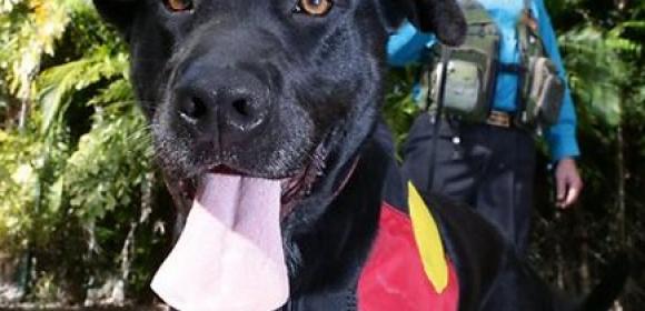3-Year-Old Labrador Is a Trained Archaeologist - Video