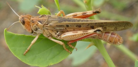 30 Million Locusts Swarm Egypt’s Giza Region
