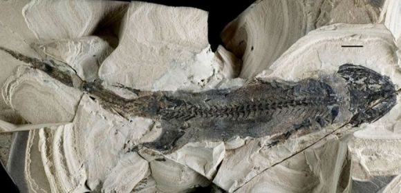 300-Million-Year-Old Amphibian Could Grow Back Missing Limbs