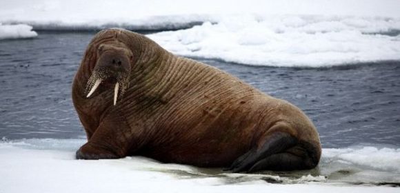 35,000 Walruses Come Ashore in Alaska