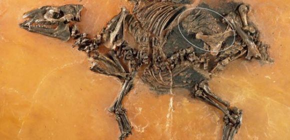 48-Million-Year-Old Horse Fetus Unearthed in Germany