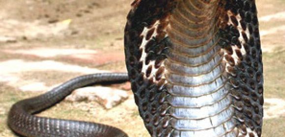 600 Smuggled Cobras Rescued by Authorities in Thailand