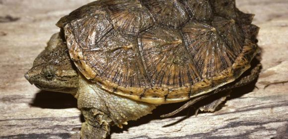 70-Pound (32-Kilogram) Turtle Found Wandering Around a Country Club