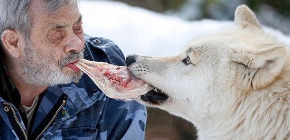 79-Year-Old Wolfman Lets Wolves Eat from His Mouth