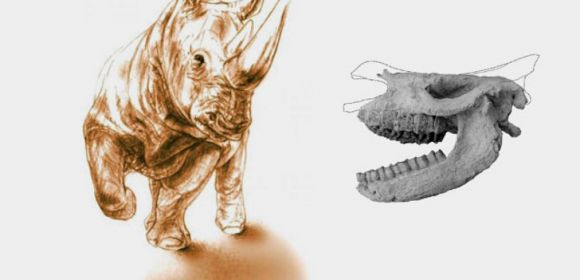 9.2 Million Year Old Rhino Skull Preserved in Volcanic Rock
