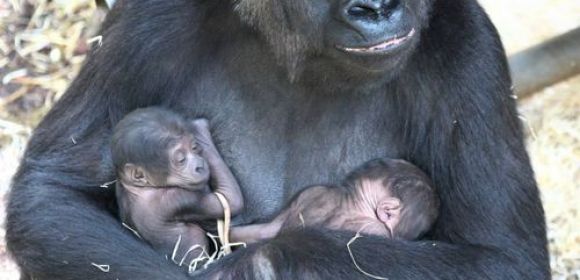 Adorable Twin Gorillas Born at Burgers' Zoo in the Netherlands