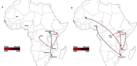 African HIV Epidemic Allowed New Intestinal Disease to Spread, Too