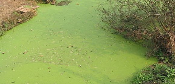 Algal Blooms May Be Caused by Overfishing