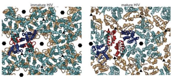 Anatomy of Immature Form of HIV Imaged in Unprecedented Detail