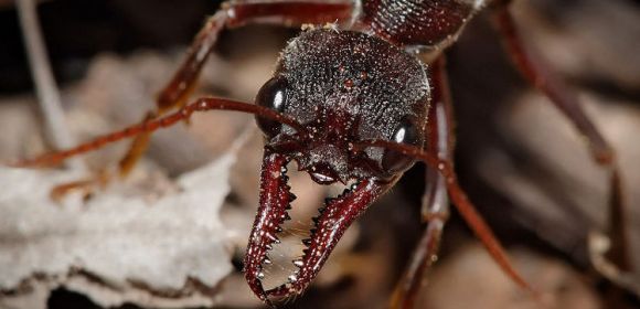 Ants Have 'Stereo Smelling' Abilities