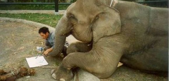 Asian Elephant Speaks Korean, Communicates with Its Handlers