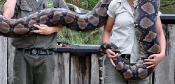 Atomic Betty Weigh-In: 21-Foot-Long Python “Steps” on the Scale